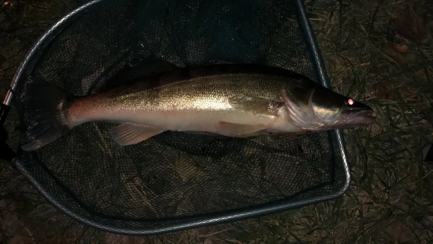 Zander