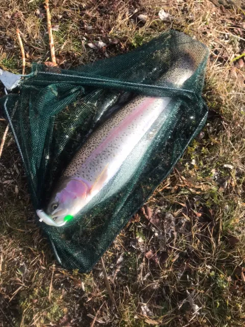 Regenbogenforelle