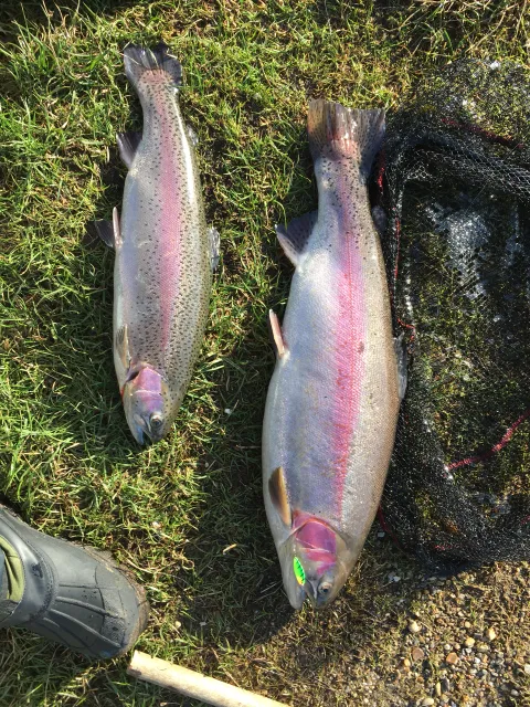 Regenbogenforelle