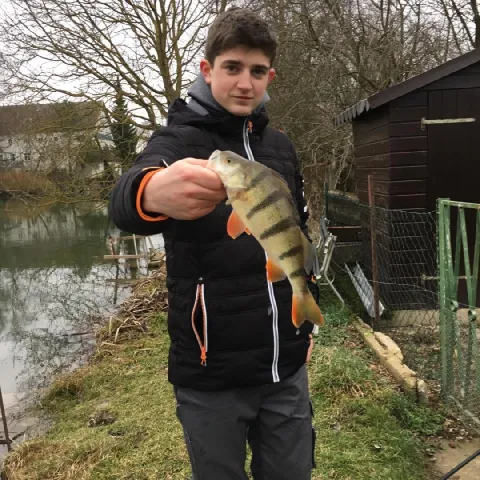 Flussbarsch