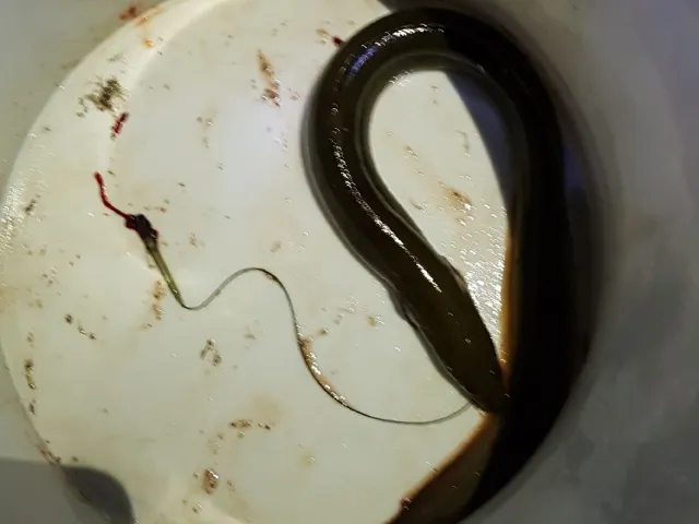 Aal