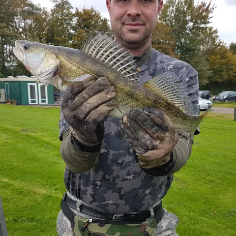 Zander