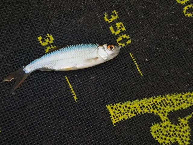 Ukelei