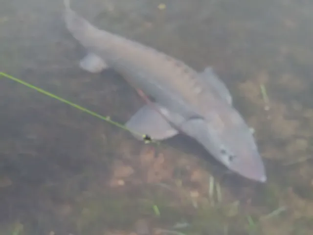 Stör