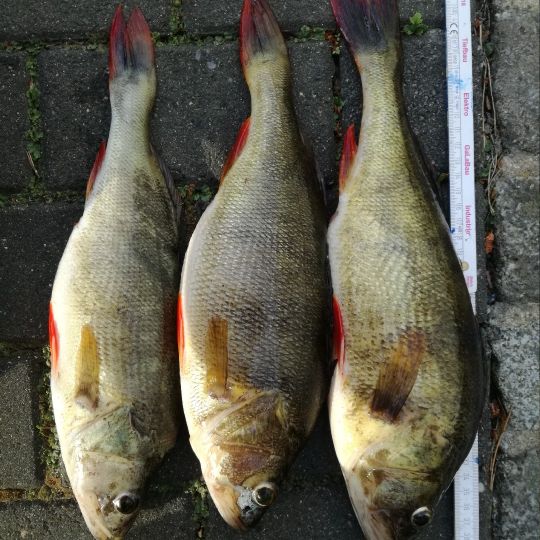 Flussbarsch