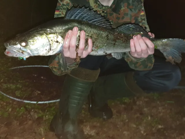 Zander