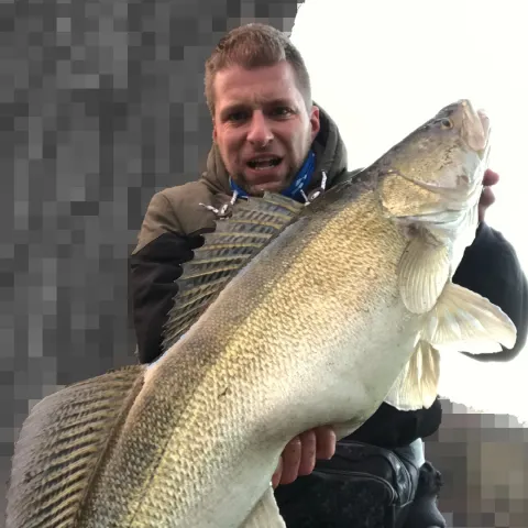 Zander