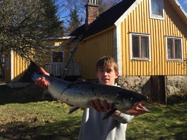 Lachs