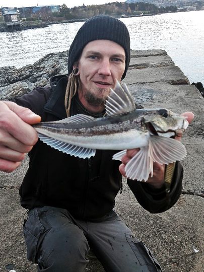 Knurrhahn (Grauer)