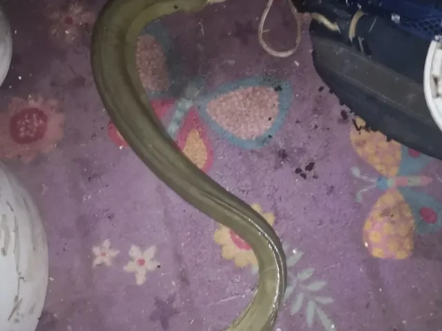 Aal