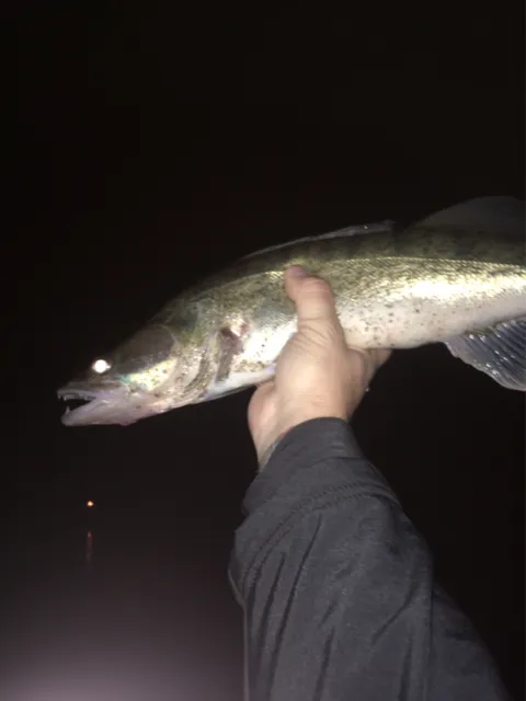 Zander
