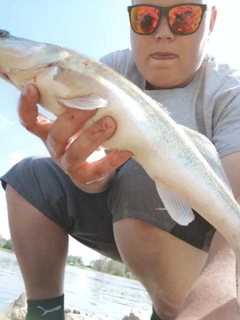 Zander