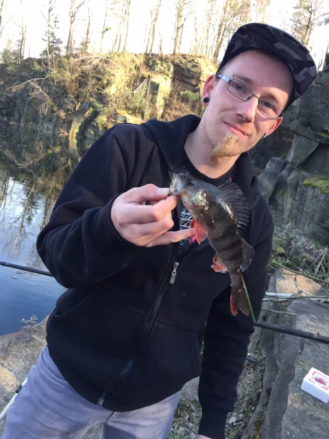 Flussbarsch