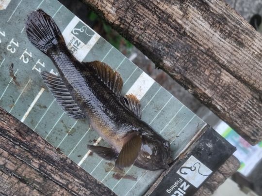 Schwarzmund-Grundel-1