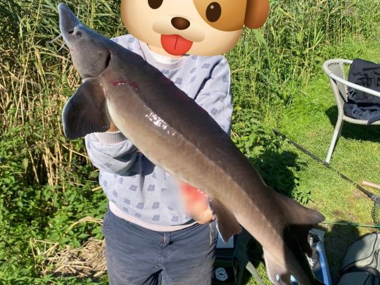 Stör