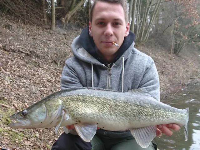 Zander