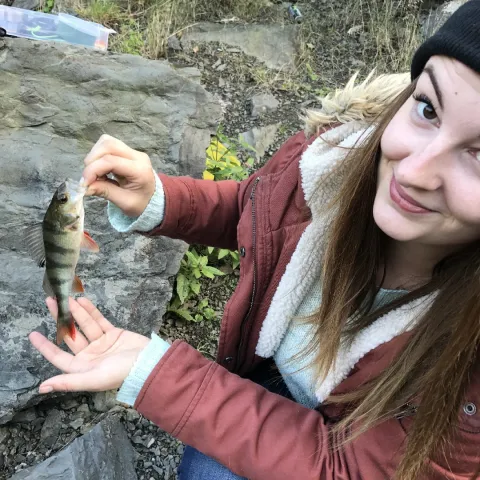 Flussbarsch
