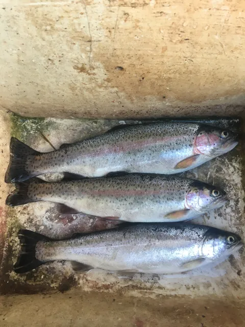 Regenbogenforelle