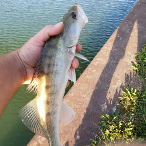 Zander
