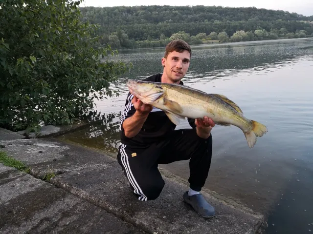 Zander