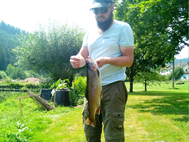 Regenbogenforelle