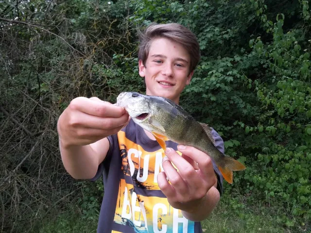 Flussbarsch