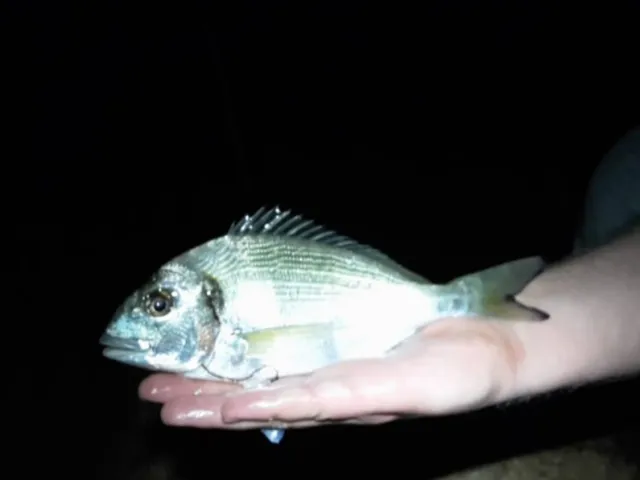 Dorade