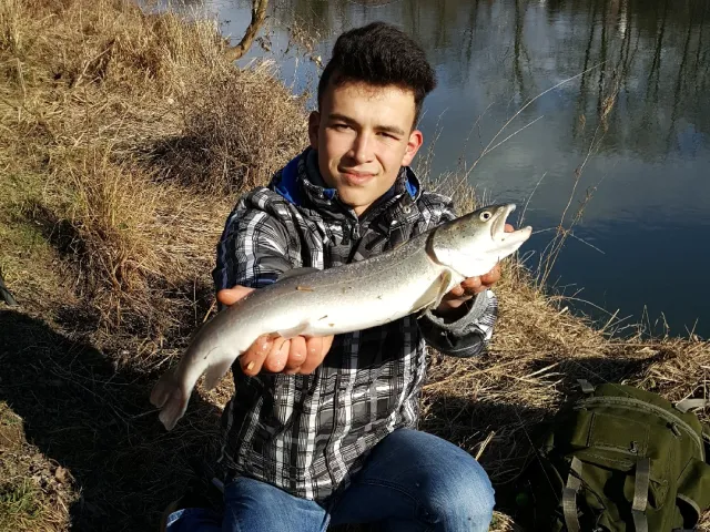 Huchen