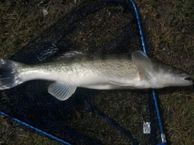 Zander