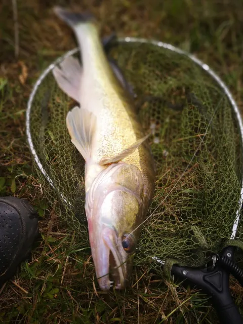 Zander