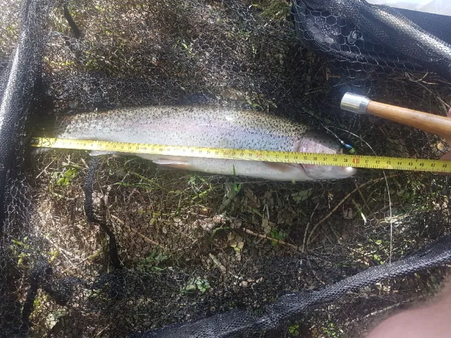 Regenbogenforelle