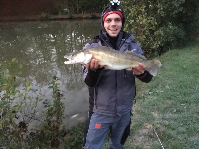 Zander