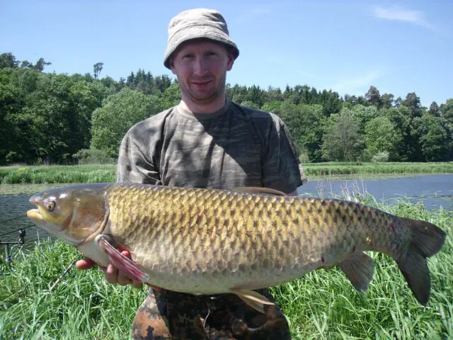 Graskarpfen