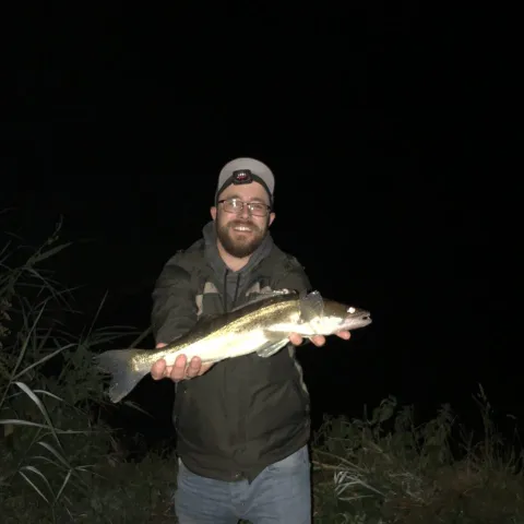 Zander