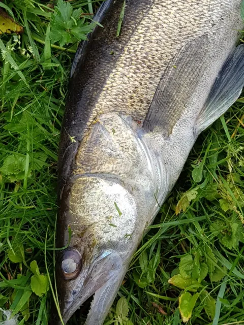 Zander