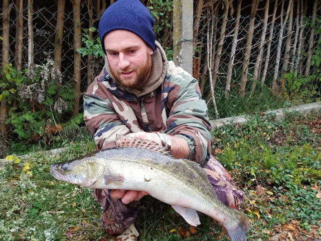 Zander