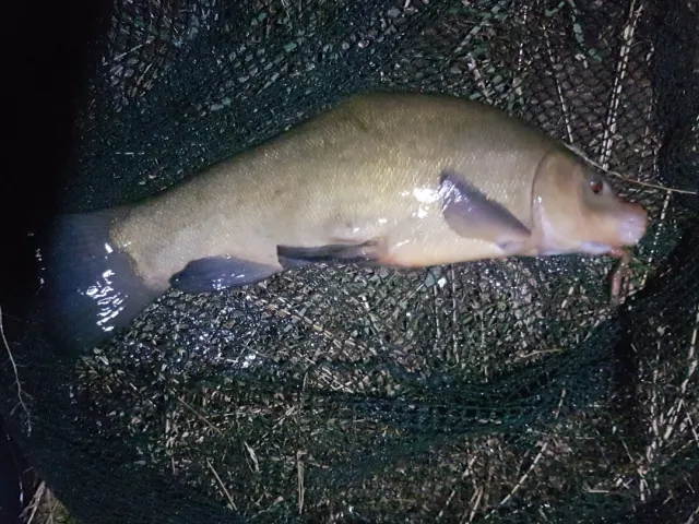 Schleie