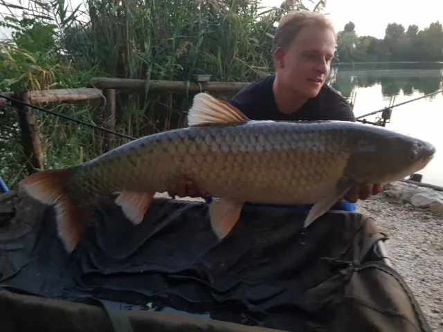 Graskarpfen