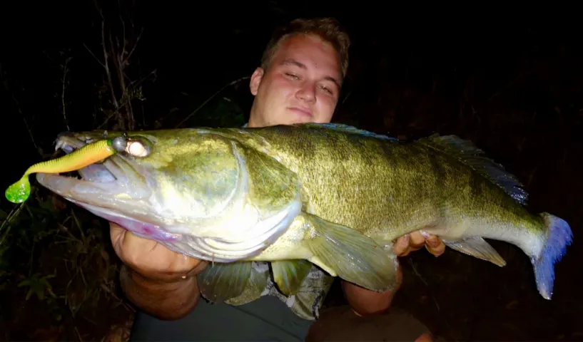 Zander