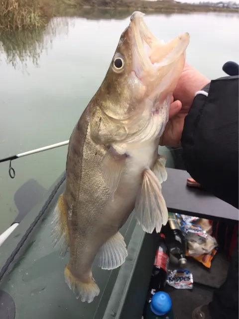 Zander