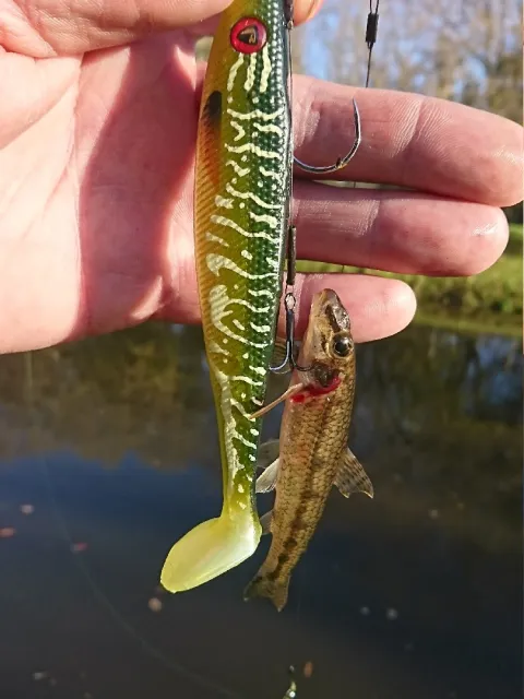 Gründling