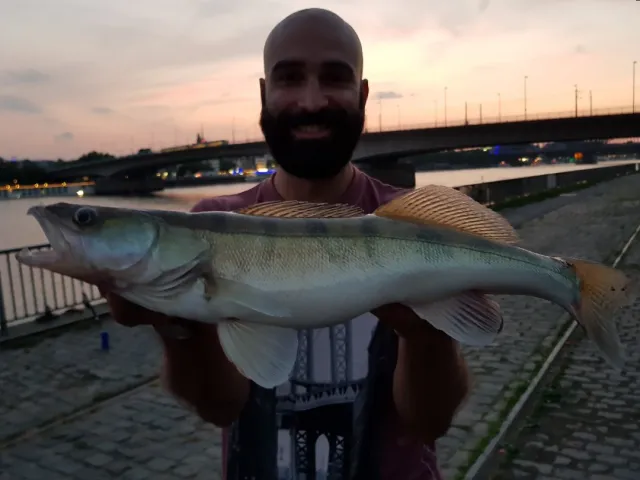 Zander
