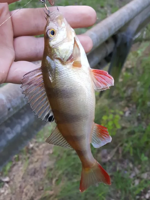 Flussbarsch