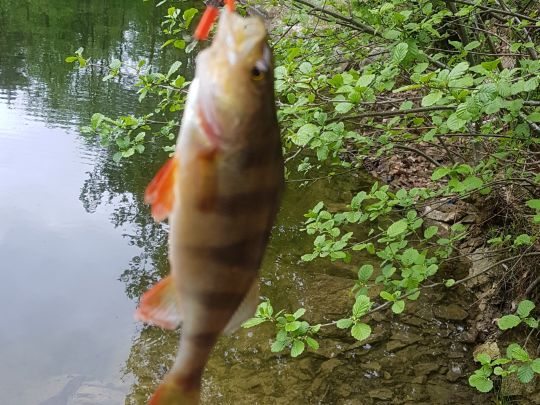Flussbarsch