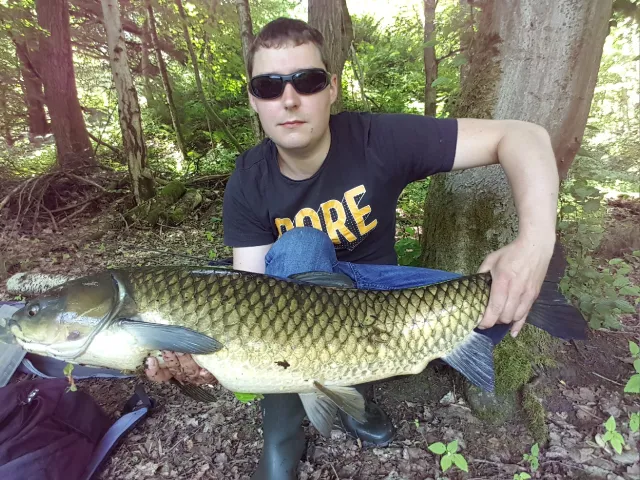 Graskarpfen