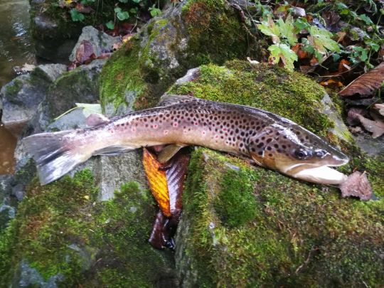Bachforelle