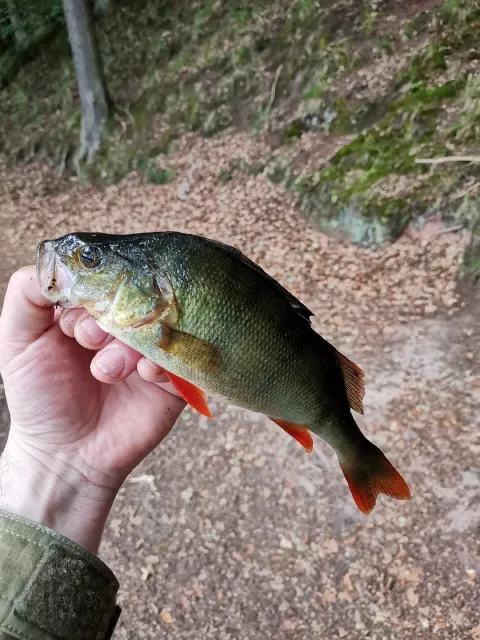 Flussbarsch