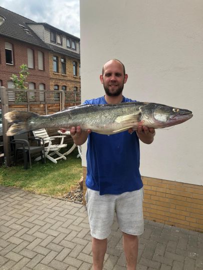 Zander