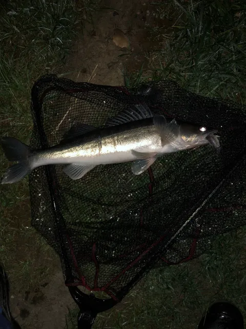 Zander