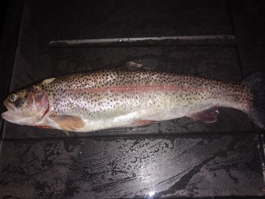 Regenbogenforelle